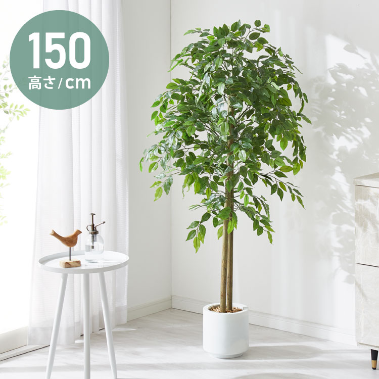 観葉植物 150cm」の人気商品一覧 | 安い商品を通販サイトから探す