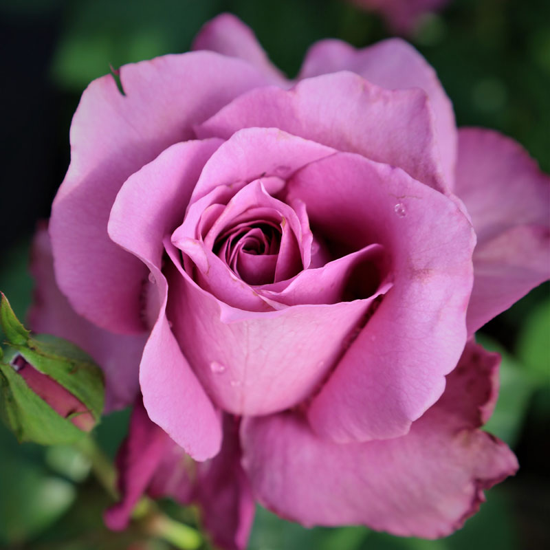 楽天市場】バラ苗 2年大株苗 ロイヤルアメジスト アメリカンローズ