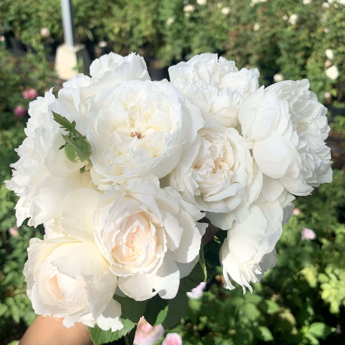 楽天市場】バラ苗 【シュセット】 (大苗) ハイブリッドティー 四季咲き