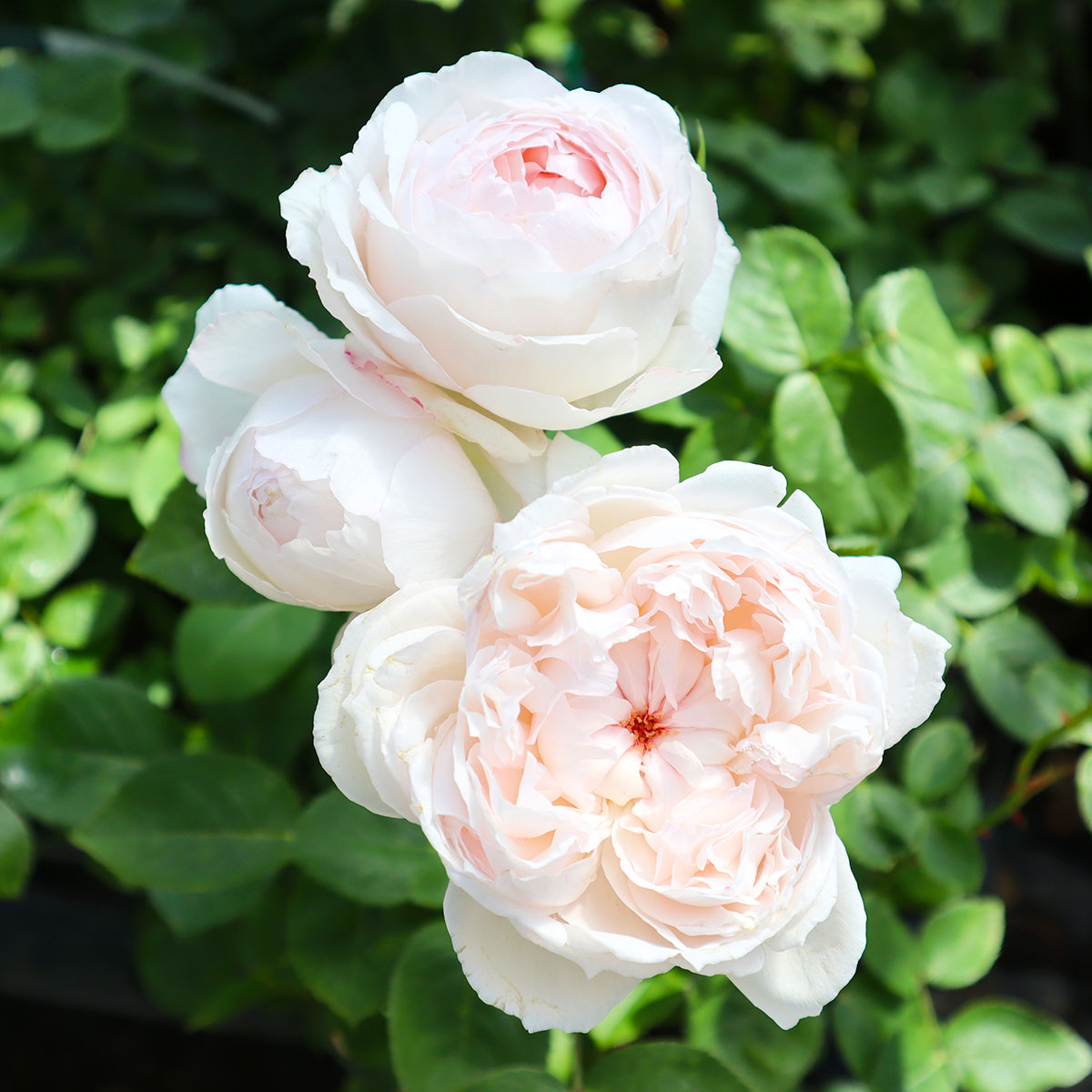 楽天市場】バラ苗 【シュセット】 (大苗) ハイブリッドティー 四季咲き