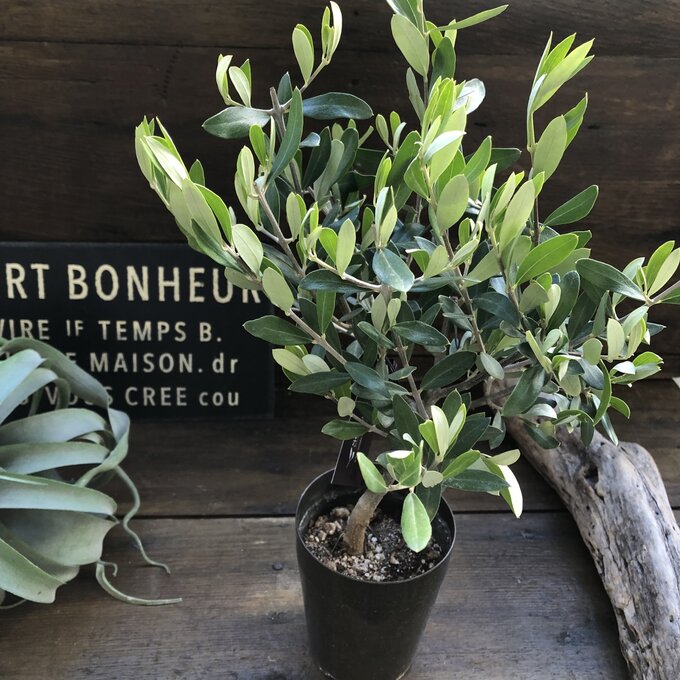 楽天市場】【チプレッシーノ】☆ souju オリーブ スタンド仕立て