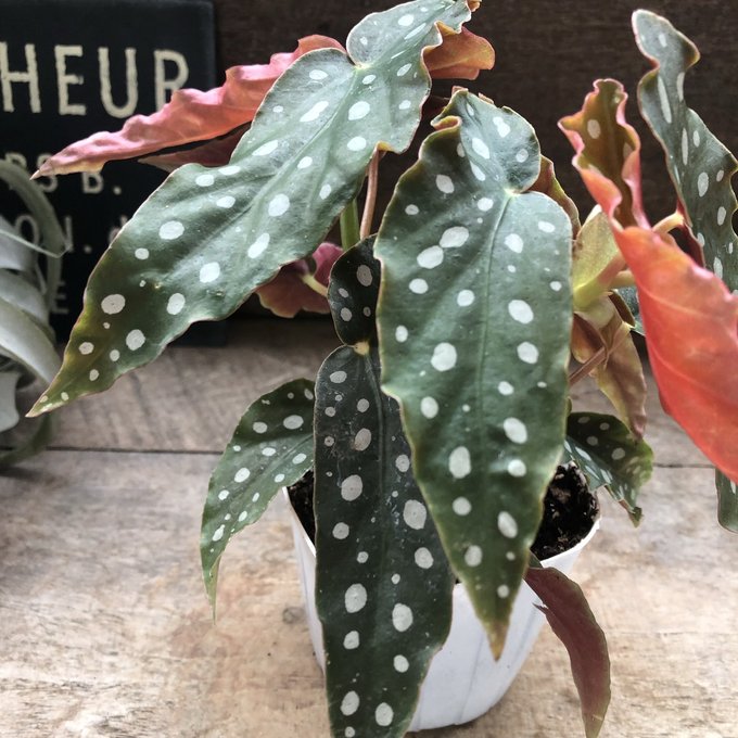 楽天市場】【 ベゴニア マクラータ 】☆3号ポット｜木立ち性ベゴニア