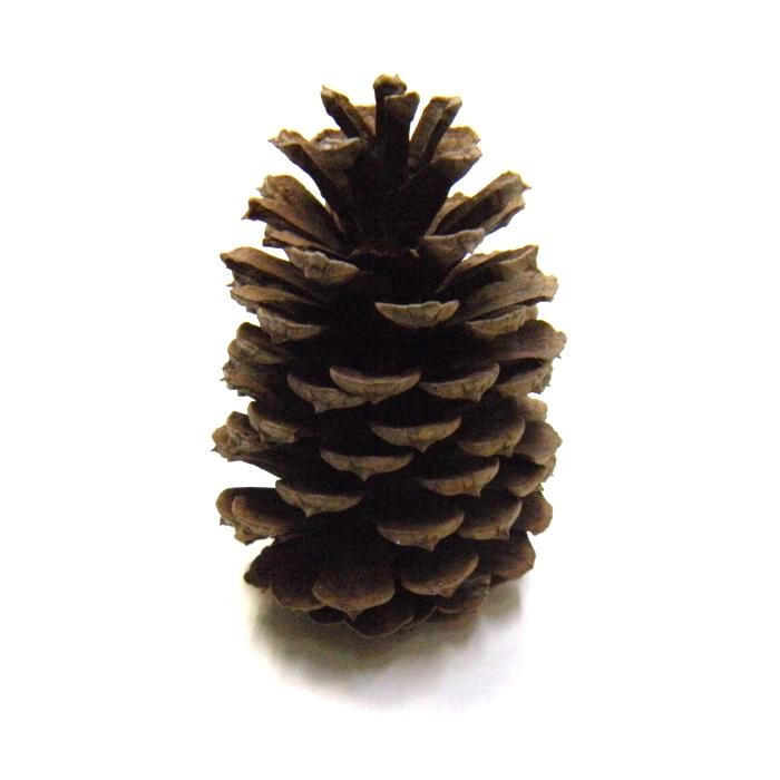 楽天市場】アウトレット□テーダマツ 松ぼっくり/まつぼっくり 1個