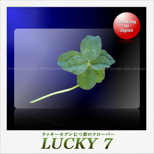 楽天市場】高山園芸 七つ葉のクローバー ラミネートカード : Saks WebShop