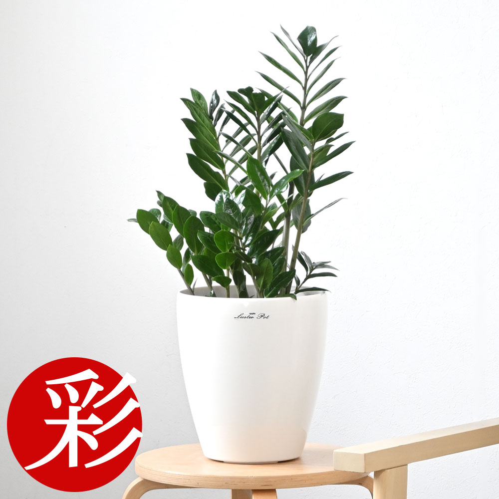 楽天市場】【6日までポイント3倍】観葉植物 ザミオクルカス