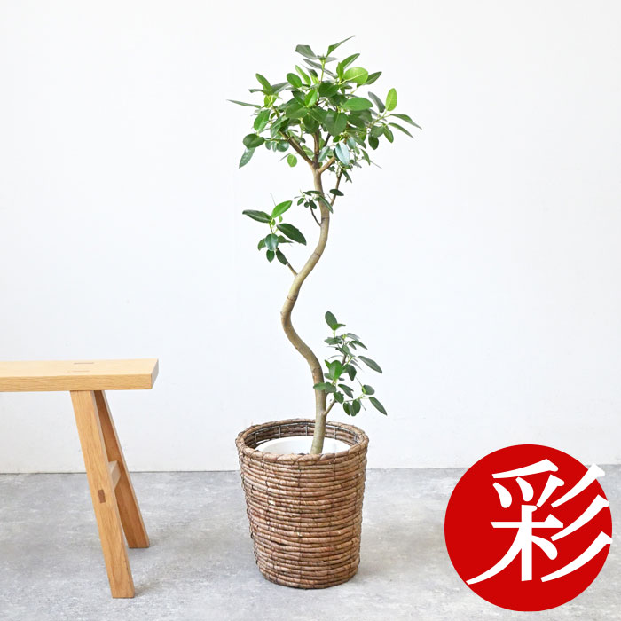 フランスゴムの木」の人気商品一覧 | 安い商品を通販サイトから探す