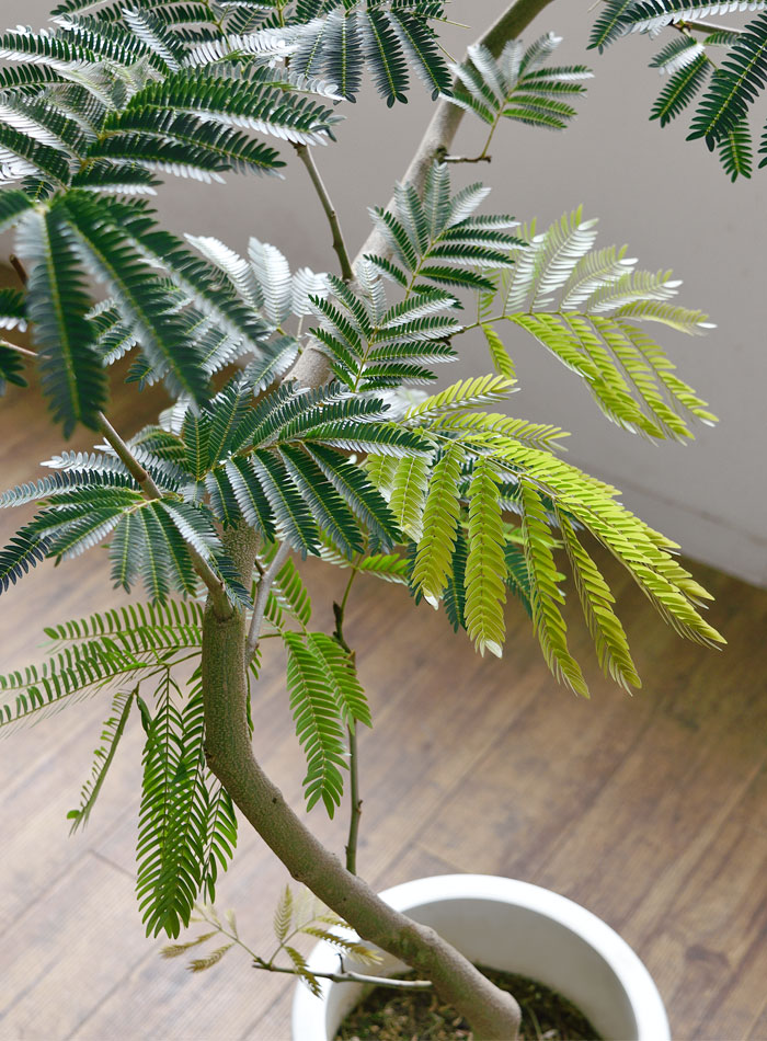 楽天市場】【6日までポイント4倍】観葉植物 エバーフレッシュ 8号鉢