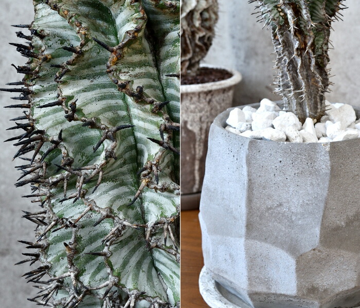 楽天市場】【土日限定ポイント2倍】現品 観葉植物 本物 人気の多肉植物