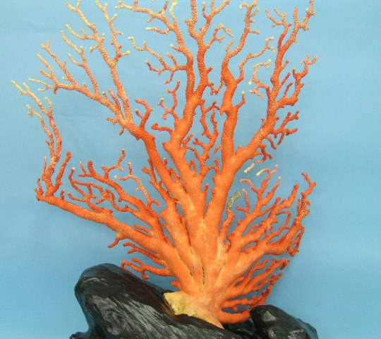 楽天市場】【豪華】桃珊瑚の原木・拝見・置物 黒檀台 置き物 飾り