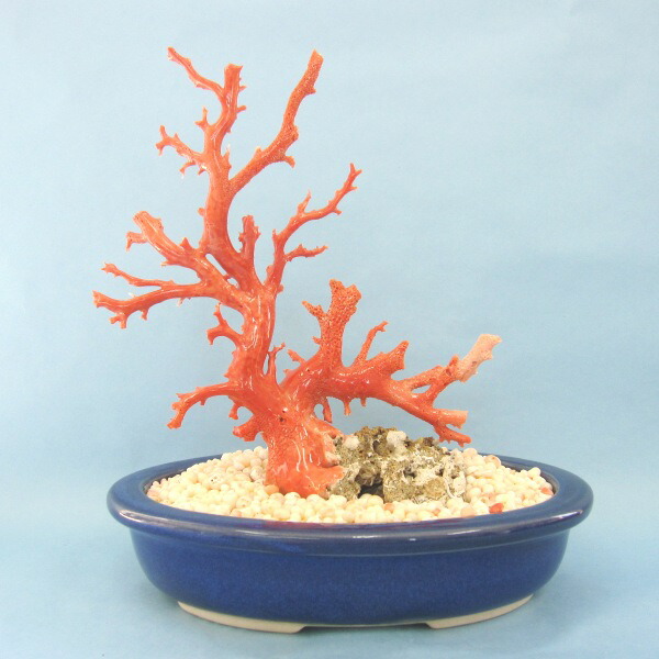 楽天市場】桃珊瑚の原木 拝見 『宝石サンゴ』 珊瑚婚 還暦 誕生日 御祝