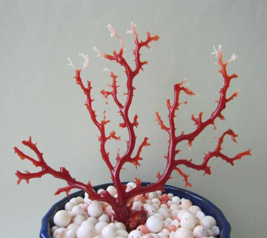 楽天市場】日本・高知沖産血赤珊瑚の拝見・原木・置物（艶出し加工済み