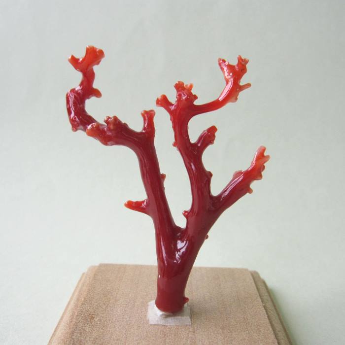 楽天市場】日本 高知沖産血赤珊瑚 拝見 置き物 原木 置物 飾り台付