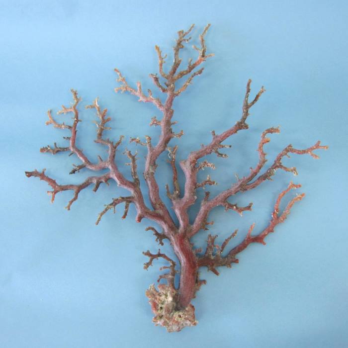 楽天市場】日本 高知産血赤珊瑚 原木 拝見 置物 素材 枝 パーツ 宝石