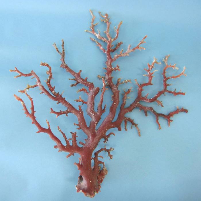 楽天市場】日本 高知産血赤珊瑚 原木 拝見 置物 素材 枝 パーツ 宝石