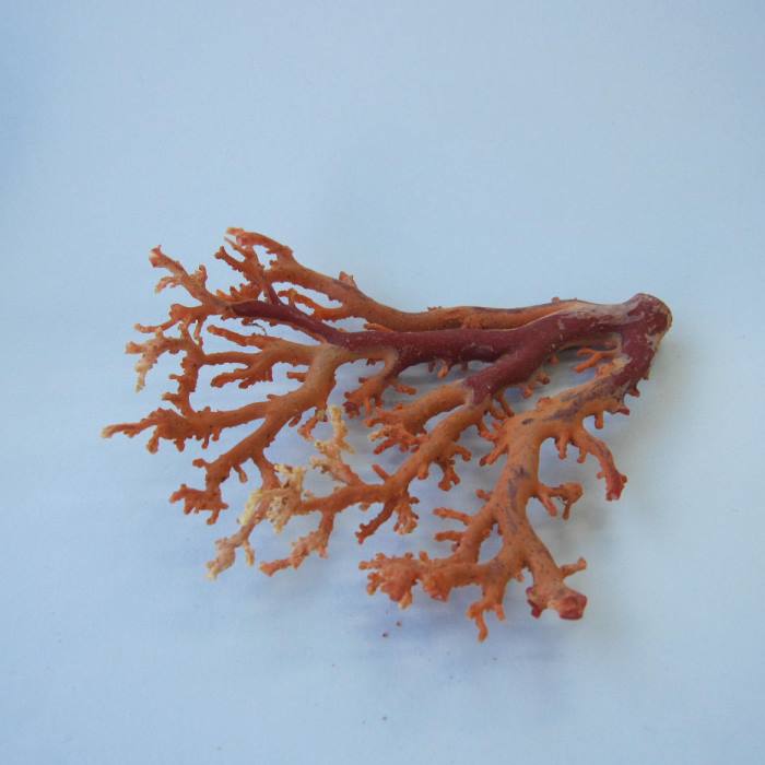 楽天市場】日本 高知産血赤珊瑚 原木 拝見 置物 素材 枝 パーツ 宝石