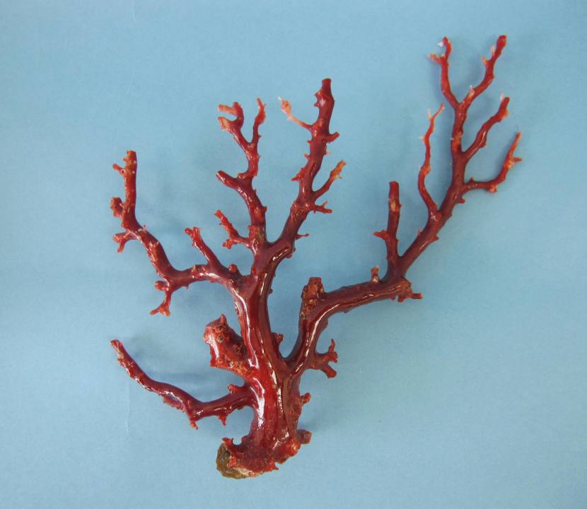 楽天市場】日本 高知沖産血赤珊瑚の拝見 置き物 原木 置物 飾り 盆栽風