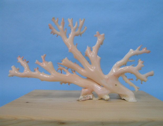 楽天市場】高知沖産白珊瑚 原木 拝見 置物 艶出し加工済み 『宝石