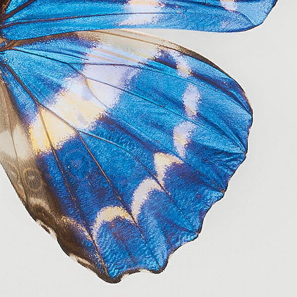 楽天市場】世界の珍しい本物の昆虫標本コレクション 第2弾 「キプリス