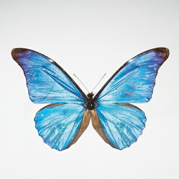 楽天市場】蝶の標本コレクション 「レテノールモルフォ」 : 仏像・掛軸