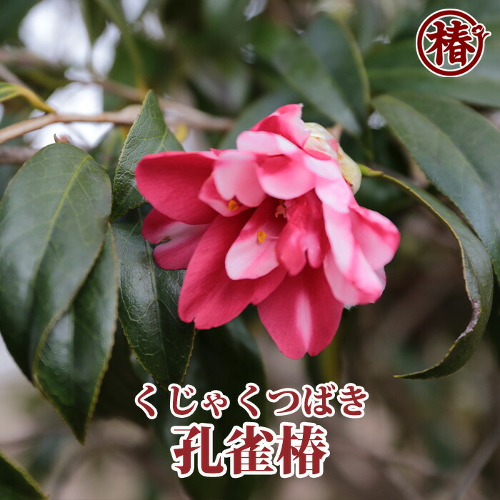 楽天市場】孔雀椿・くじゃくつばき15cmポット挿木苗【椿 つばき ツバキ