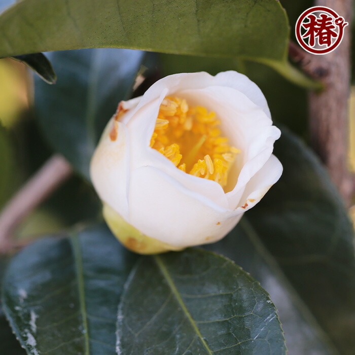 楽天市場】加賀八朔・かがはっさく15cmポット（5号鉢）挿木苗【椿