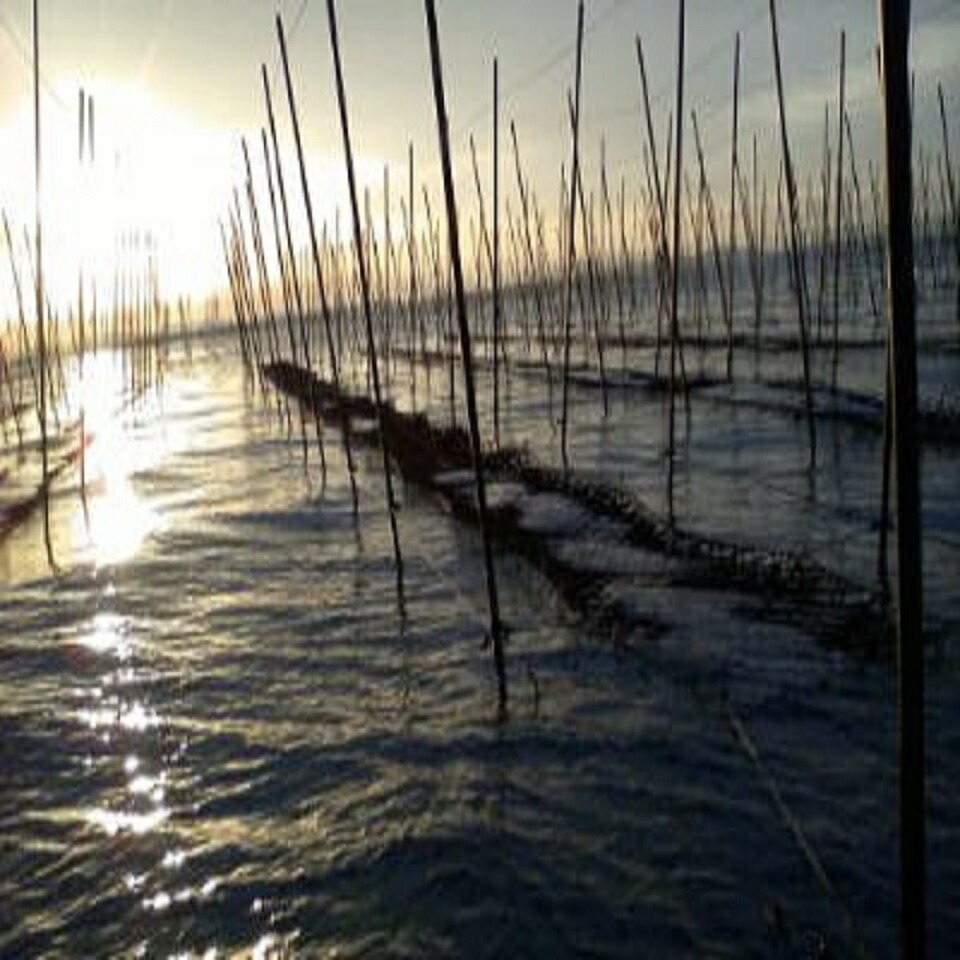 楽天市場】おいしい 三河海苔 焼きのり 特上 全型 板のり10枚 × 5袋