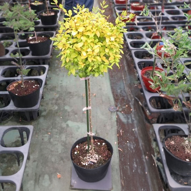 楽天市場】高品質 レモンアンドライム プリペット スタンダード仕立て