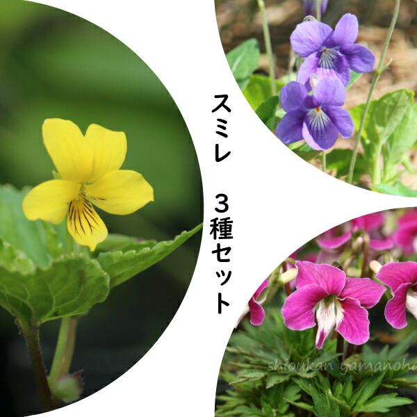 楽天市場】山野草セット： スミレ 3種各2ポットセット