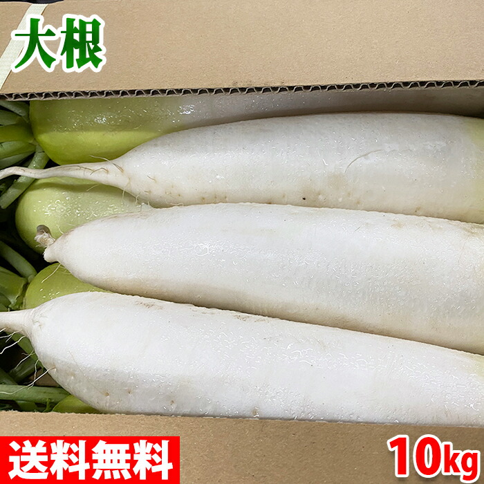 楽天市場】北海道産 大根（だいこん）A等級 L〜2Lサイズ 8〜10本入（約