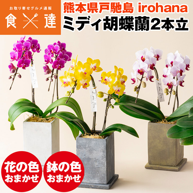 楽天市場】胡蝶蘭 ミディ 2本立 鉢植え 花の色おまかせ コンクリート鉢