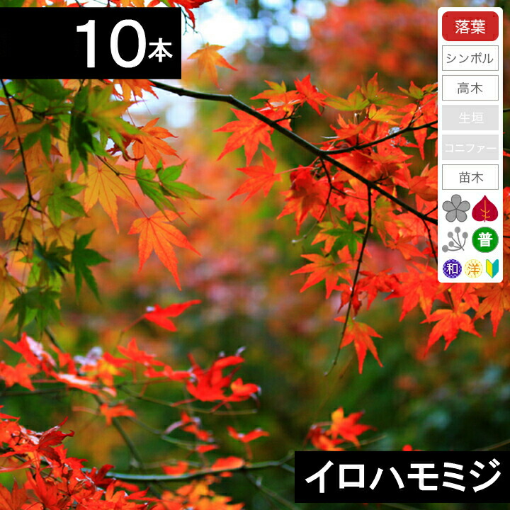 楽天市場】【10本】イロハモミジ 苗木 高さ0.8～1.0m程度 : グリーン