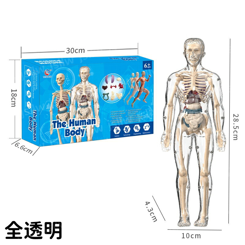 楽天市場】人体模型おもちゃ 取り外し お得セット 教具 人体解剖学