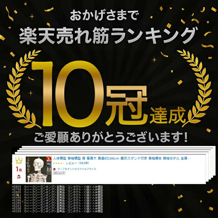 楽天市場】【楽天1位】人体模型 骨格模型 骨 等身大 身長約166cm 展示