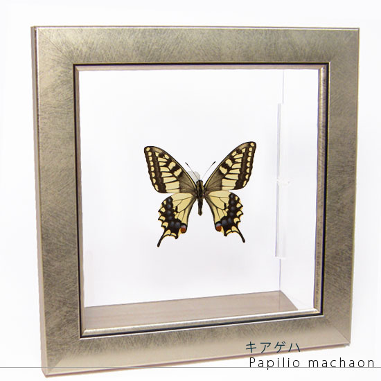楽天市場】昆虫標本 蝶の標本 キアゲハ メタリック調ライトフレーム
