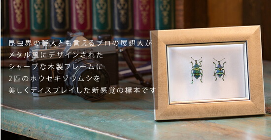 楽天市場】昆虫標本 ホウセキゾウムシ 2匹 メタリック調ライトフレーム