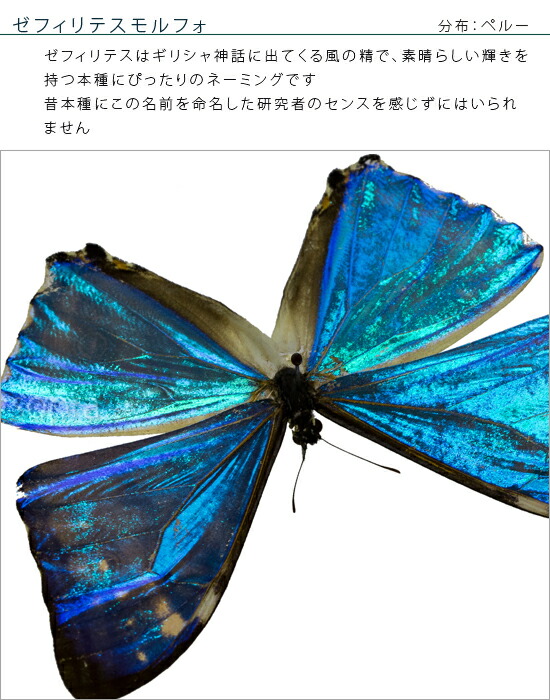 楽天市場】昆虫標本 蝶の標本 ゼフィリテスモルフォ メタリック調