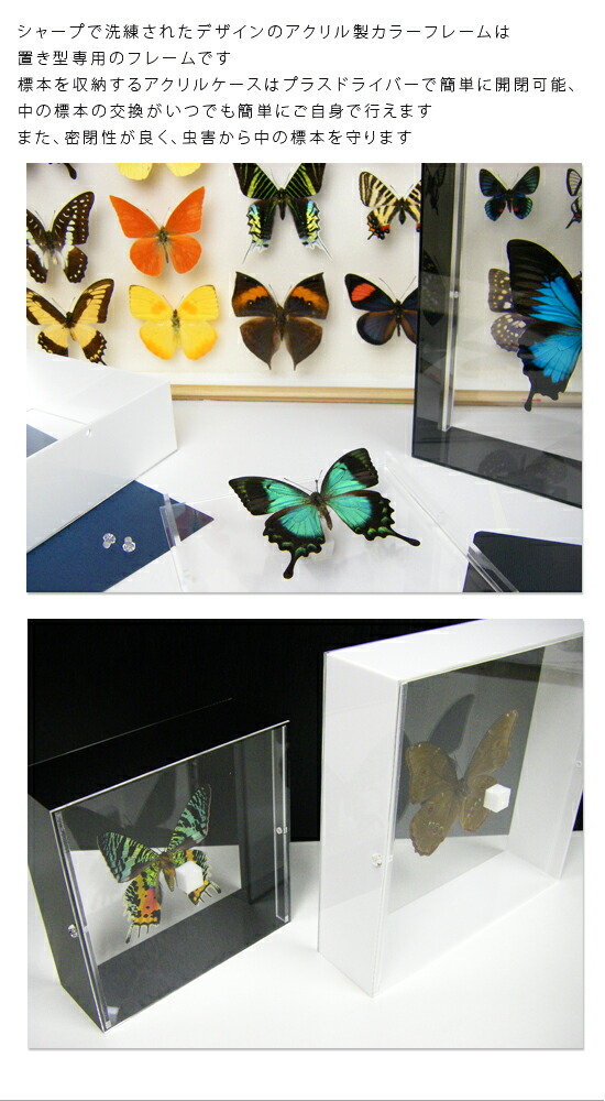 楽天市場】昆虫標本 蝶の標本 ゼフィリテスモルフォ アクリルフレーム