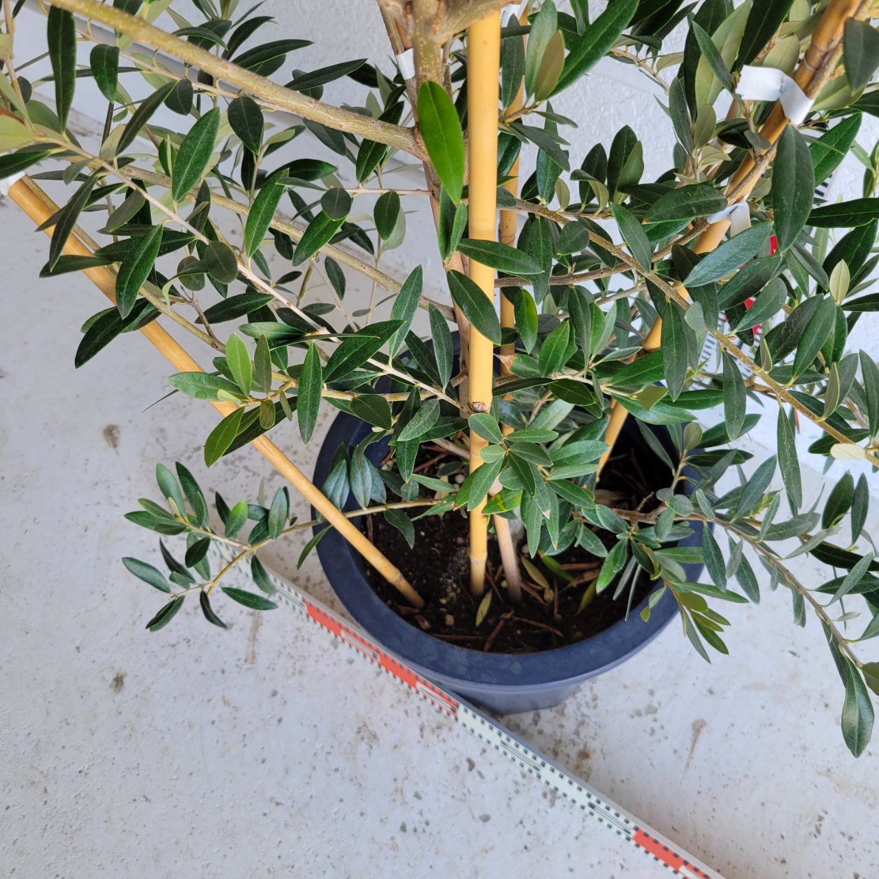 楽天市場】オリーブ ホジブランコ 樹高約1.4m オヒブランカ Hojiblanca