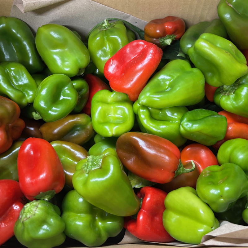 楽天市場】【9月3日水曜日発送予定】ピ−マン 訳あり ピーマン 限定