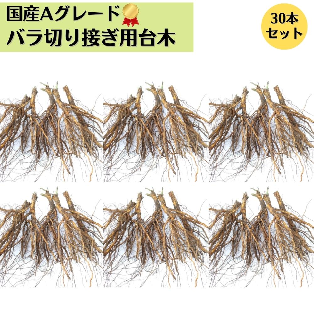 楽天市場】☆スーパーSALE30%OFF☆ 《国産Aグレード品 バラ切り接ぎ用