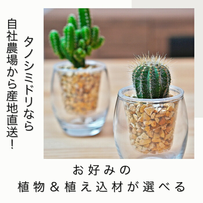 楽天市場】サボテン 【セレウス ウチワサボテン ハクリュウマル