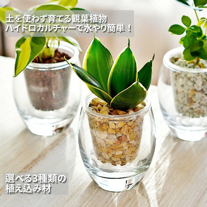 楽天市場】観葉植物 【パキラ ガジュマル サンスベリア ワイヤー