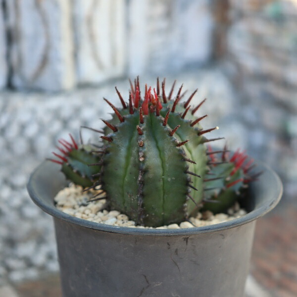 楽天市場】オンスロー錦 TK-10-8 エケベリア 写真の子をお届け 多肉