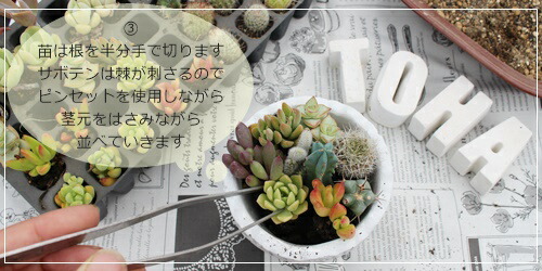 楽天市場】多肉植物トレーセットSサイズ128苗 送料無料 16種8個彩