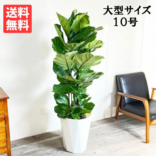 楽天市場】観葉植物 大型 カシワバゴム ゴムの木 フィカス リラータ 10
