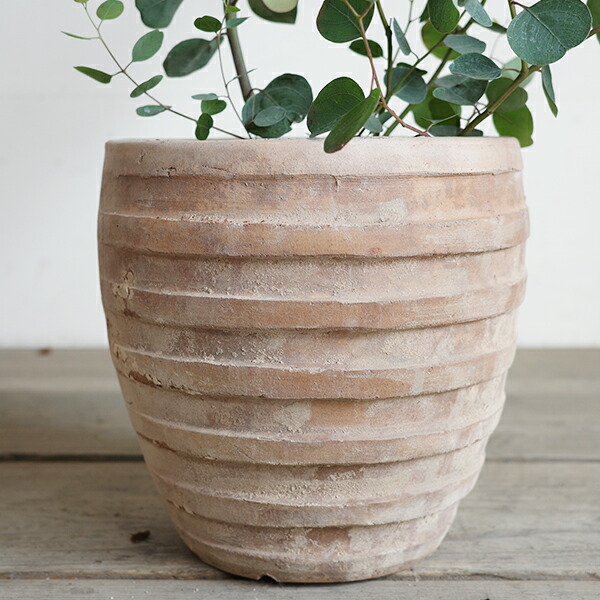 楽天市場】ユーカリ ユーカリの木 アンティークテラコッタ鉢植え 観葉