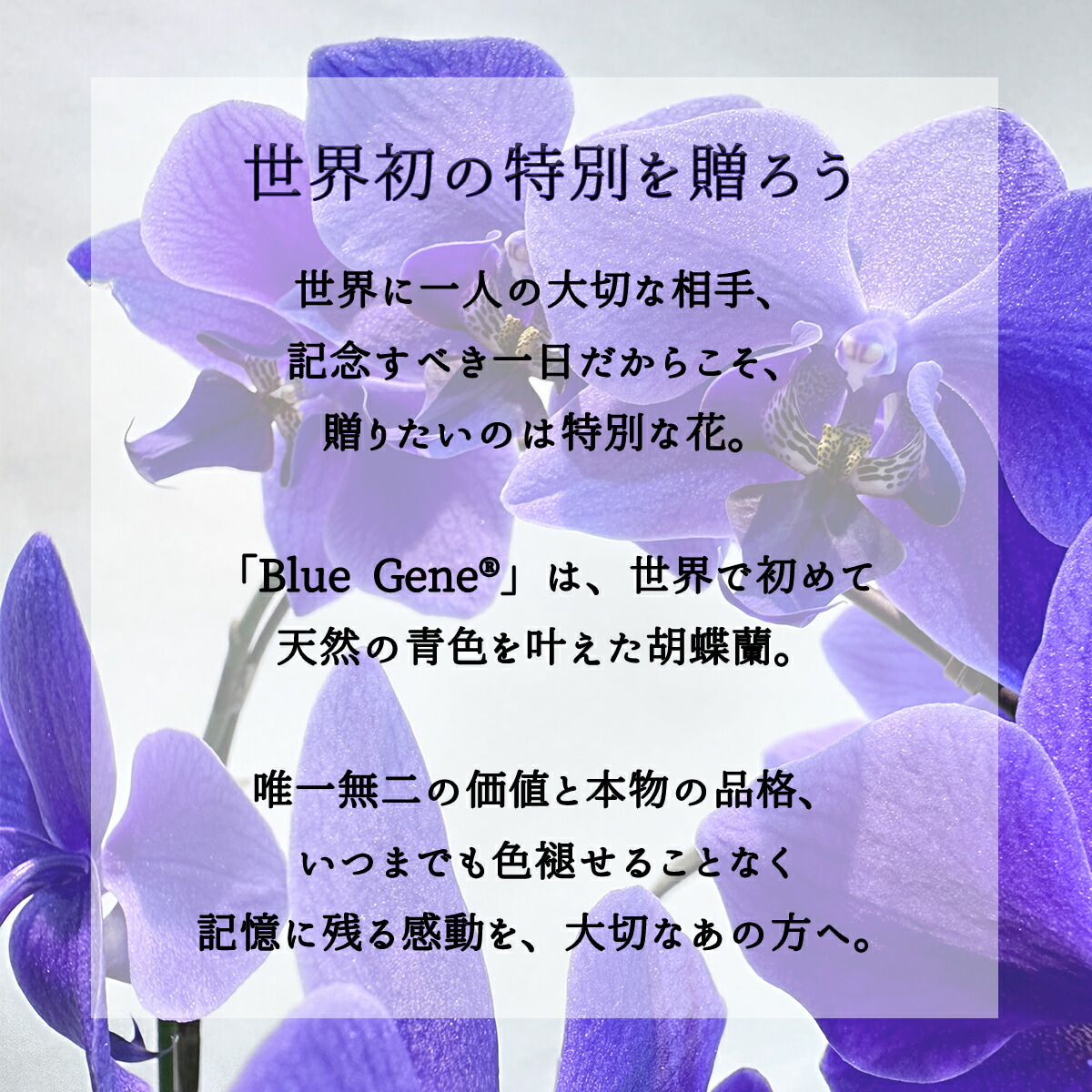 楽天市場】【 世界初！天然の青色 胡蝶蘭 】ブルージーン Blue Gene 1
