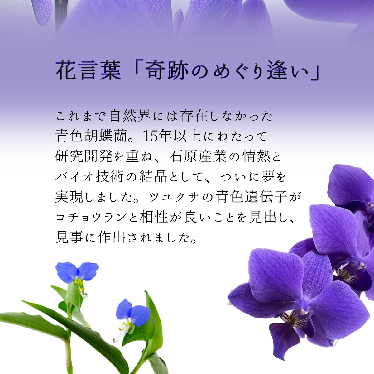 楽天市場】【 世界初！天然の青色 胡蝶蘭 】ブルージーン Blue Gene 1