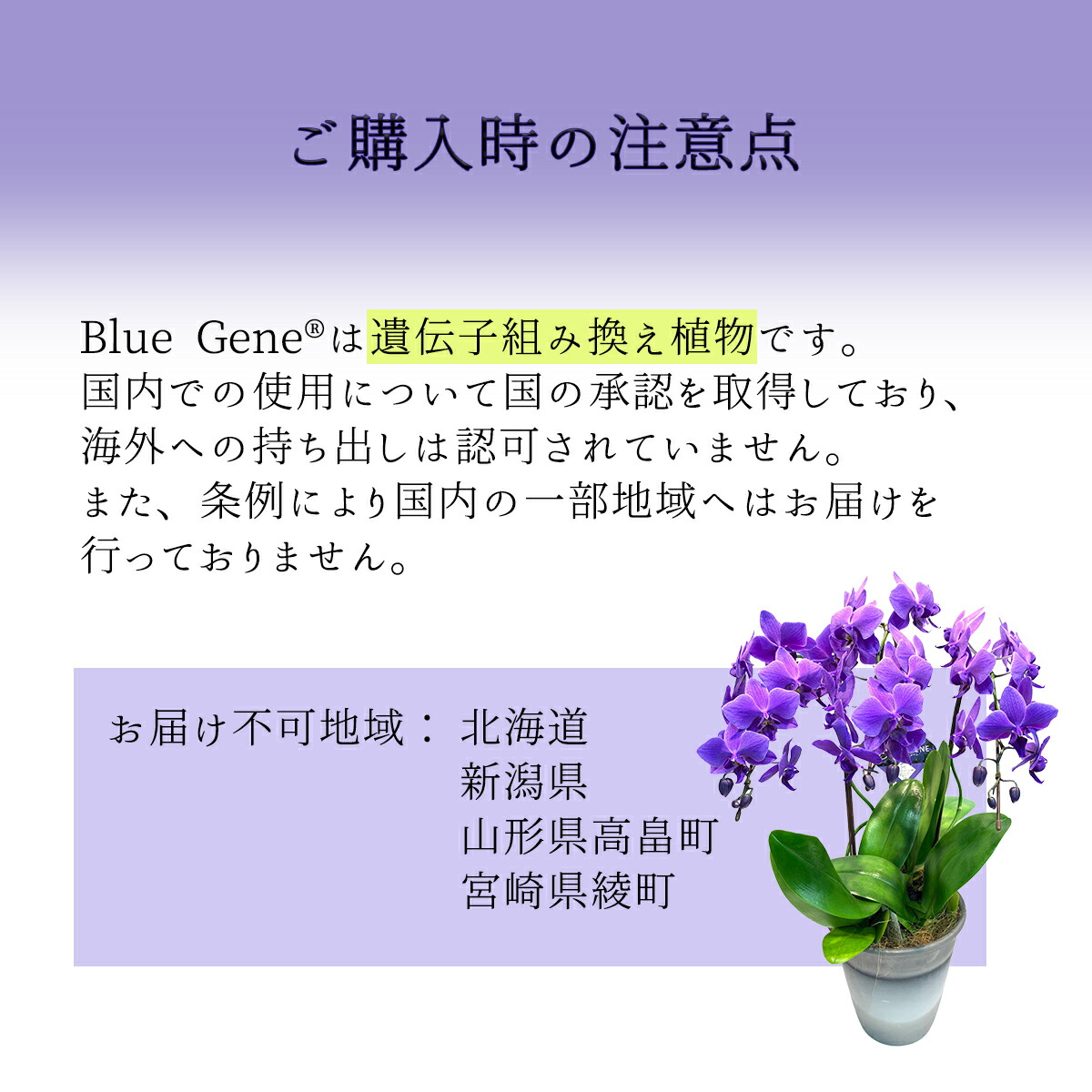 楽天市場】【 世界初！天然の青色 胡蝶蘭 】ブルージーン Blue Gene 1