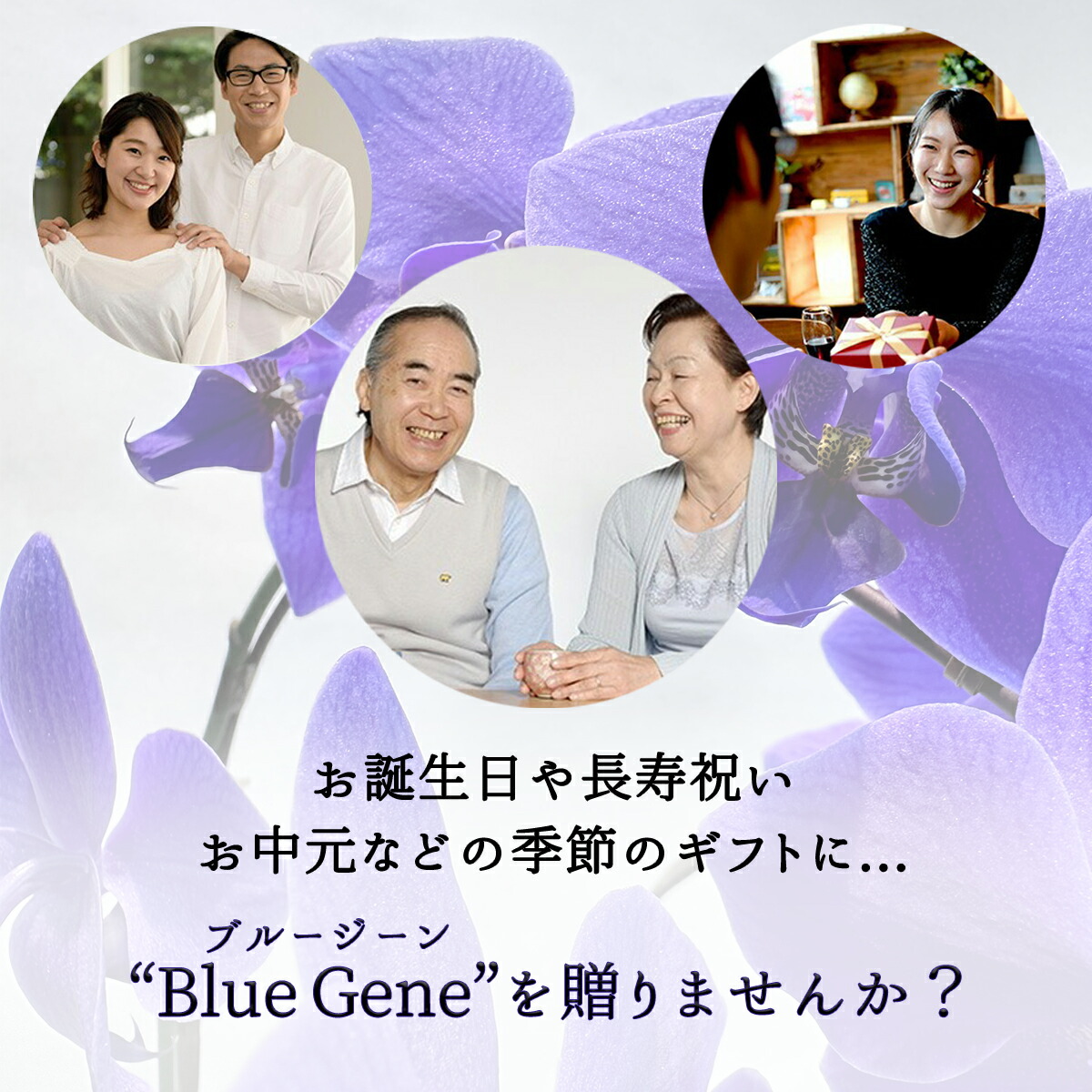 楽天市場】【 世界初！天然の青色 胡蝶蘭 】ブルージーン Blue Gene 1